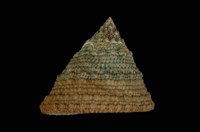 藏品(細紋鐘螺)的圖片